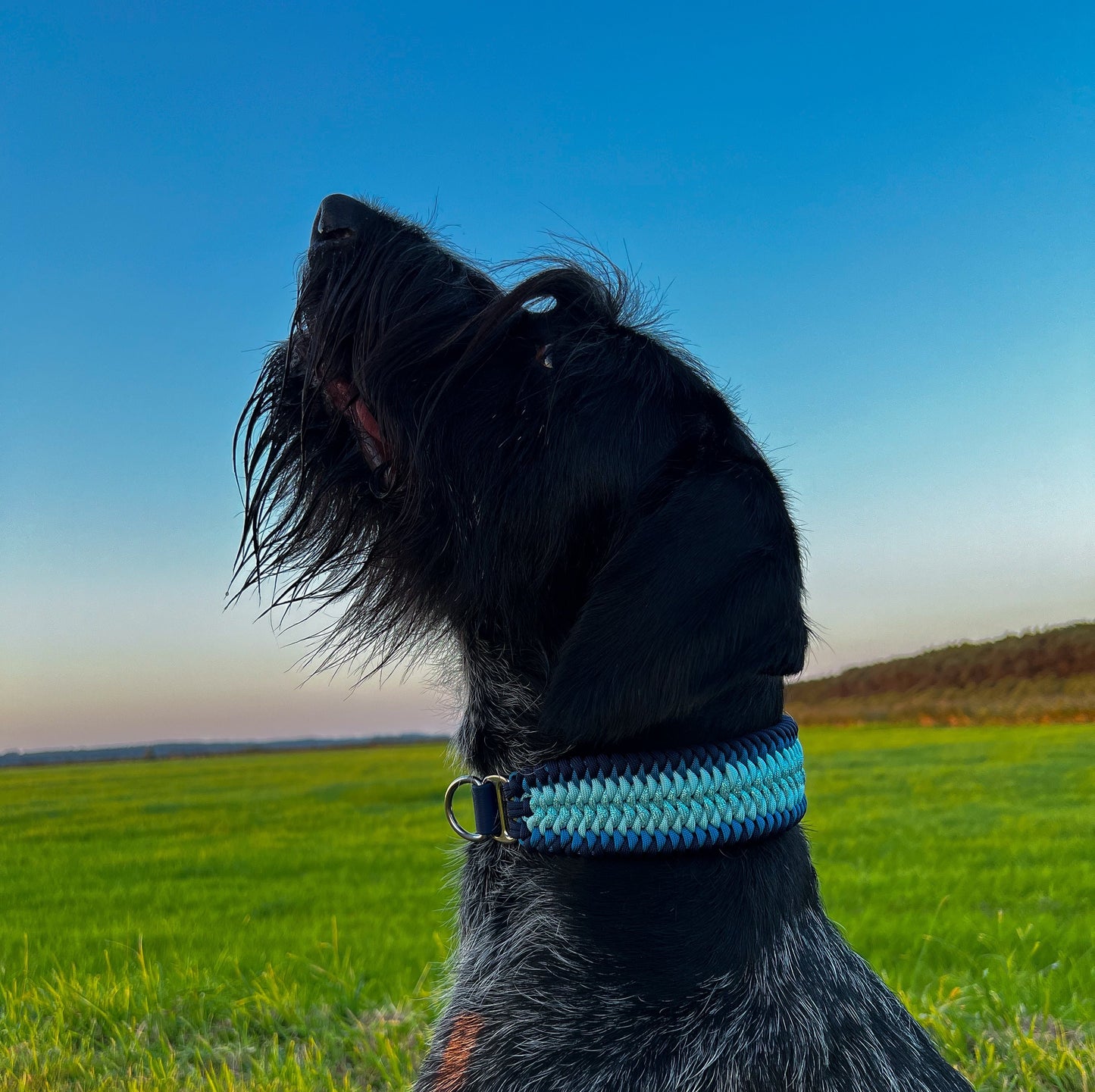 Design your own collar - Snake